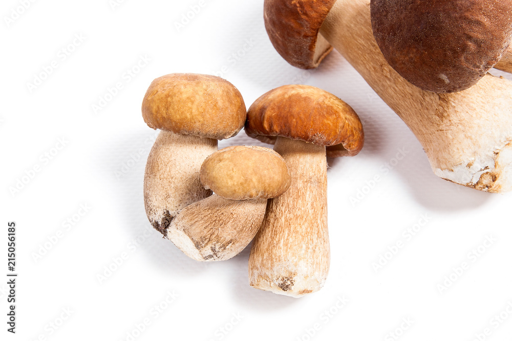 Fototapeta premium Several porcini mushrooms known as boletus edulis isolated on white background.