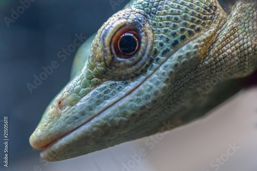 head lizard macro