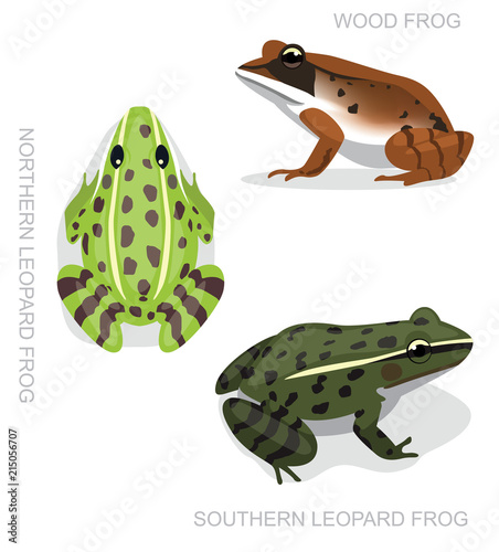 Frog Leopard Frog Set Cartoon Vector Illustration