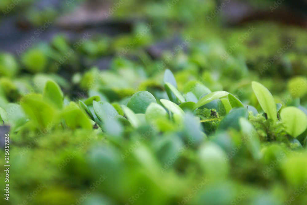 Selective focus, closeup of green moss Selective focus, closeup of green moss
