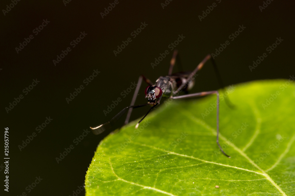 Image of golden ants (polyrhachis illaudata) on the green leaf thailand Macro Image of golden ants (polyrhachis illaudata) on the green leaf thailand Macro