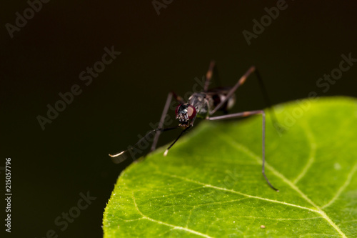 Image of golden ants (polyrhachis illaudata) on the green leaf thailand Macro