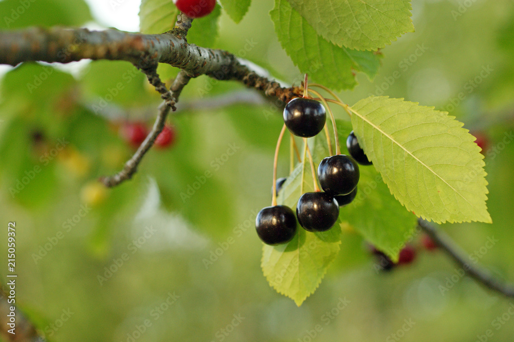 Wild cherries on a brunch with green leaves Wild cherries on a brunch with green leaves