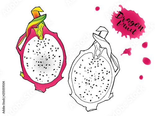 vector sketch illustration of pitahaya
