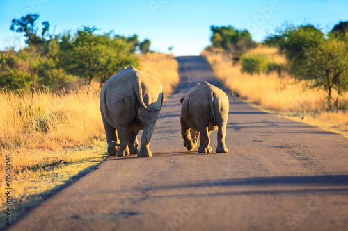 A mother rhino and calf walk along a road in the Pilansberg game reserve, South Africa.