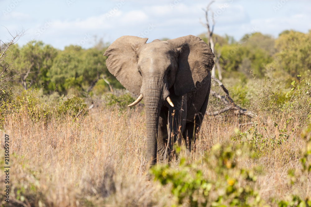 Lone male elephant walking in the bush, Kruger Park, South Africa.