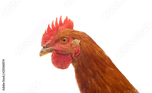 head of rooster chicken looking at camera
