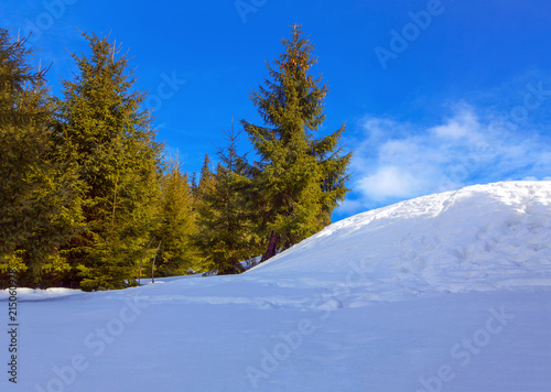 fir trees and snowdrifts