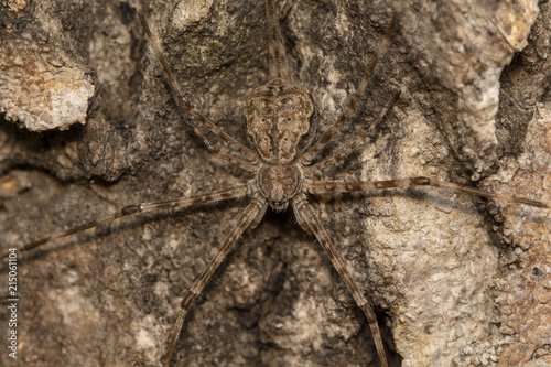 Image of lichen huntsman spider (pandercetes gracili) Brown camouflage with bark thailand macro