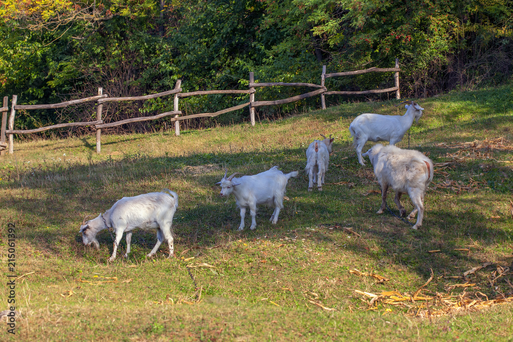 Obraz premium rustic scene with grazing goats 