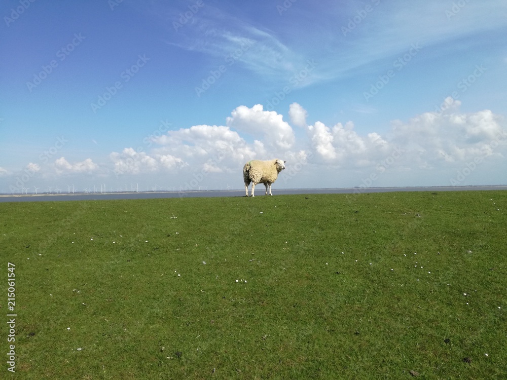 Fototapeta premium dav