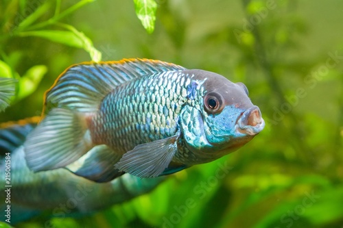 Nannacara anomala neon blue, dominant male cichlid side view, freshwater fish, natural aquarium, closeup nature photo