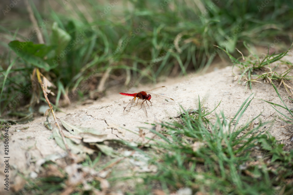 selective focus of red dragonfly on ground near grass selective focus of red dragonfly on ground near grass