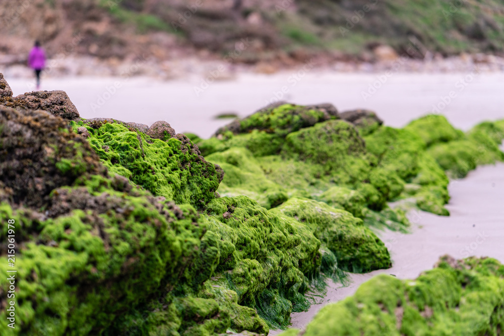 Abstract seaweed Abstract seaweed