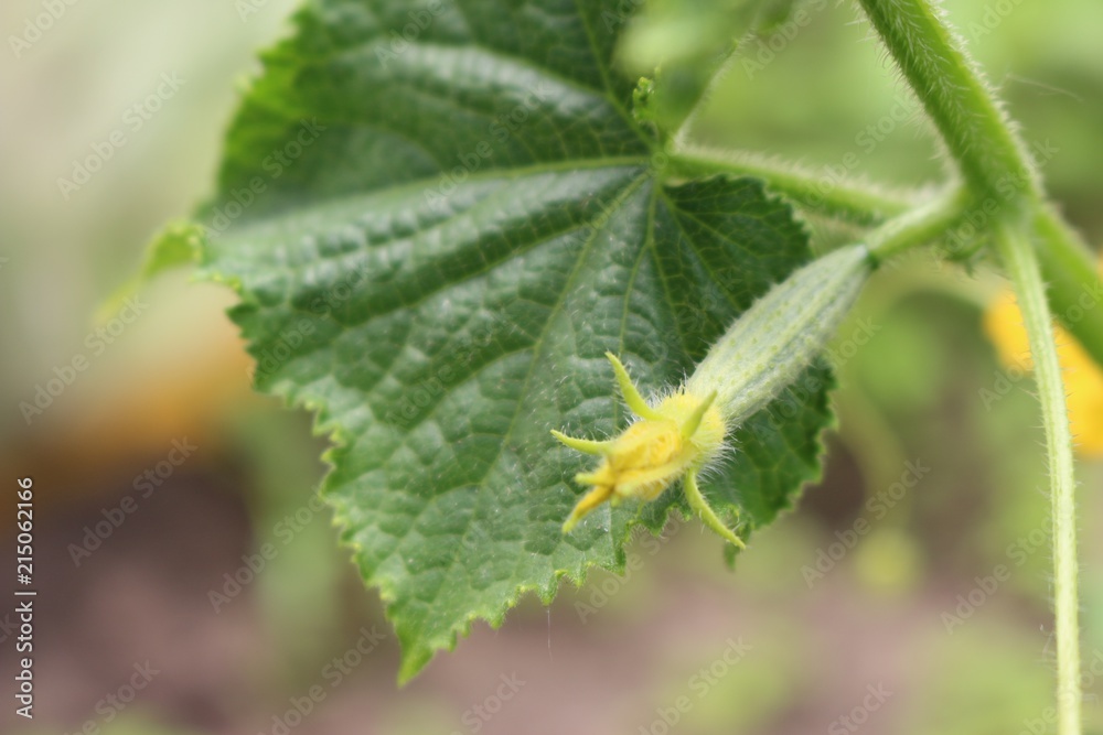 beautiful flower and cucumber ovaries on a background of leaves beautiful flower and cucumber ovaries on a background of leaves