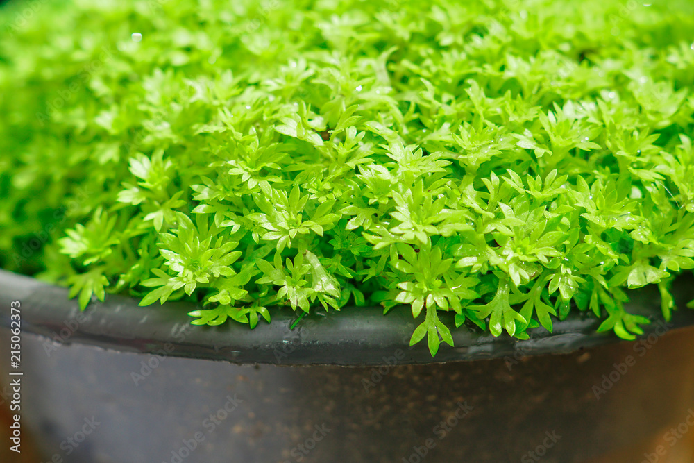 close up of green young sprouts in a pot close up of green young sprouts in a pot