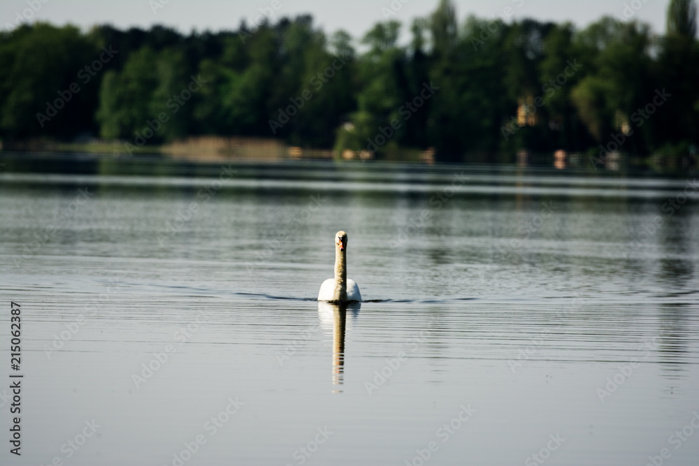 White swan swimming on the lake. White swan swimming on the lake.