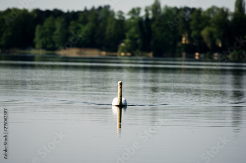 White swan swimming on the lake. 