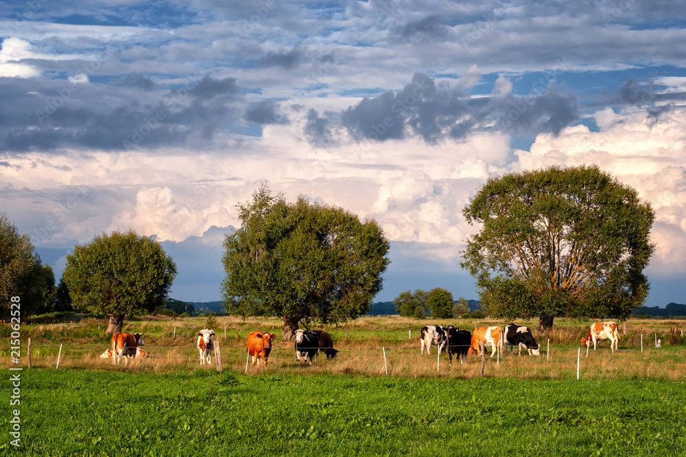 Fototapeta premium Wiejskie klimaty Podlasie