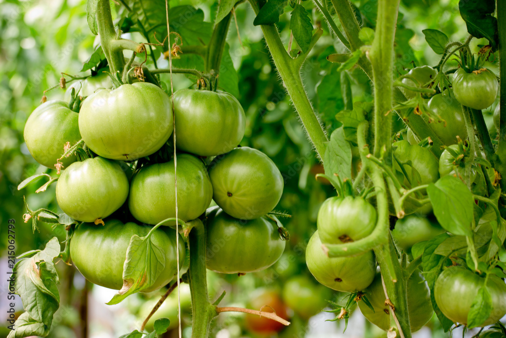 Bunch of big green tomatoes on a bush, growing selected tomato in a greenhouse