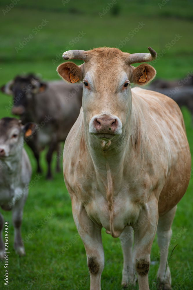Bazadaise cows and calves daisy in the meadow Bazadaise cows and calves daisy in the meadow