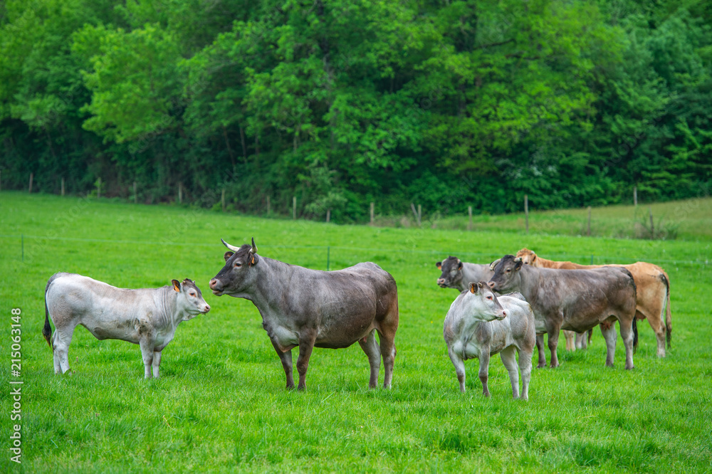 Bazadaise cows and calves daisy in the meadow Bazadaise cows and calves daisy in the meadow