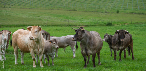 Bazadaise cows and calves daisy in the meadow