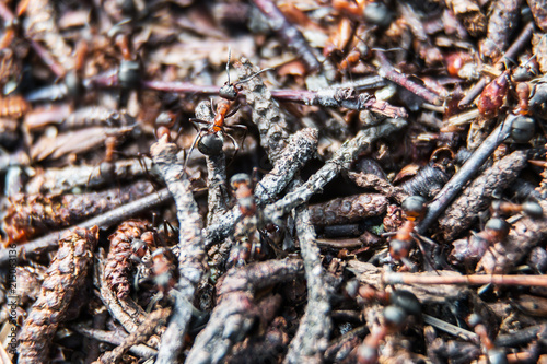 big red ants in an anthill in a pine forest. Soft focus, shallow depth of field