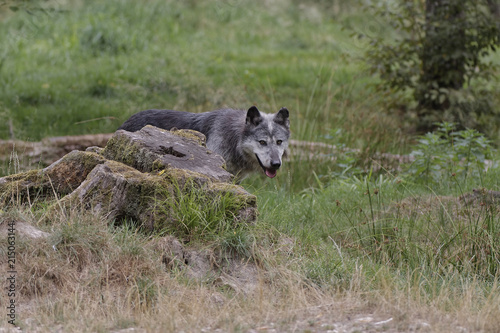 Loup noir d Am  rique