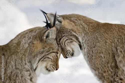 Two lynxes in love in winter - European lynx photo