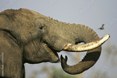 Drinking african elephant (Loxodonta africana). Savuti, Chobe National Park, Botswana, Africa photo