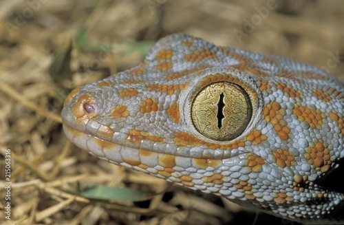 Tokay gecko (Gekko gecko), Khao Sok, Thailand, Southeast Asia, Asia photo