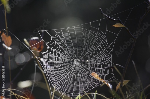 Close up of spider's web on stem photo