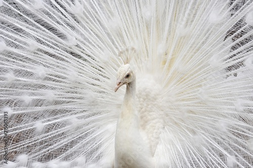 The white peacock or peafowl is a recessive mutation of the blue peafowl but no albino (pavo cristatus) botanical garden, Funchal, Madeira, Portugal, Europe