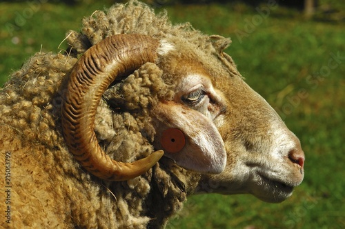 Buendner Oberland Sheep photo