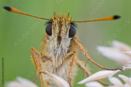 Small Skipper (Thymelicus sylvestris) photo