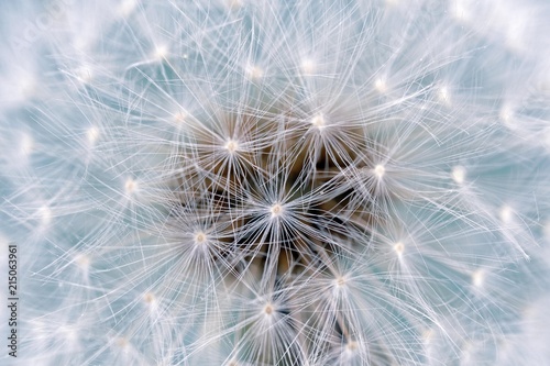 Dandelion (Taraxacum albidum)
