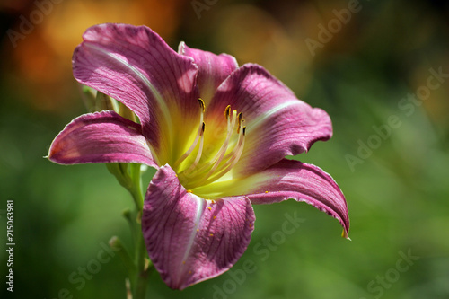 Flowering daylily cultivar Lilac Masterpiece - blossom close up (Hemerocallis Lilac Masterpiece) photo