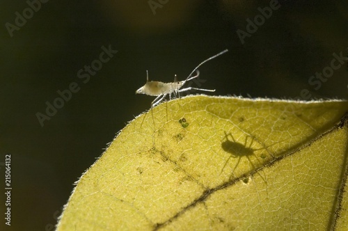 Plant louse aphid on a maple leave photo