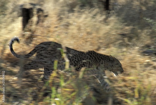 Leopard ( Panthera pardus ) strolling through high grass - Namibia photo