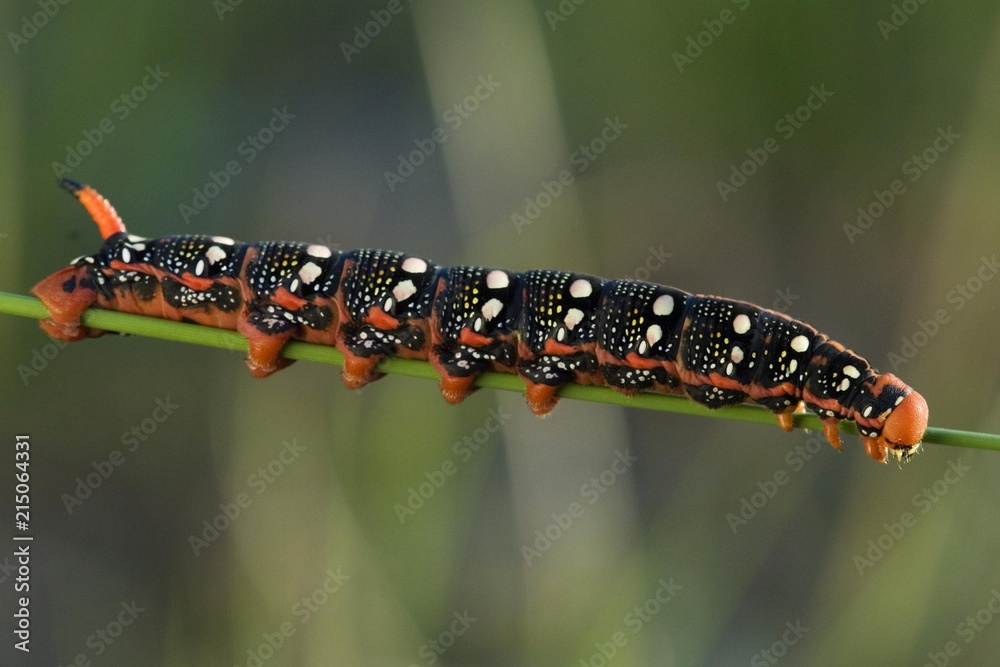 Spurge Hawk-moth (Hyles euphorbiae) caterpillar