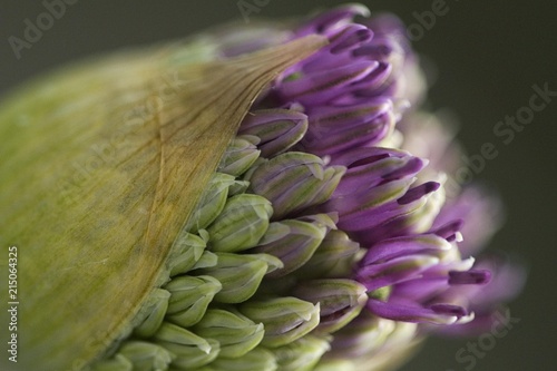 Species from the onion family (Allium) photo