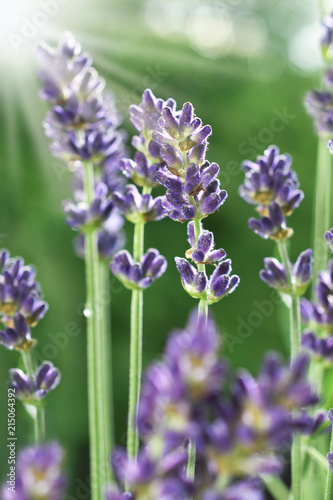 Fototapeta Naklejka Na Ścianę i Meble -  lavender flowers in the garden
