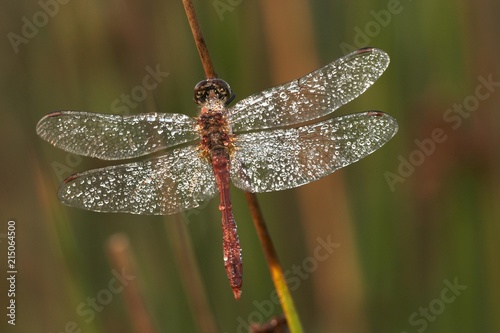 Common Darter (Sympetrum striolatum) covered with dew drops, Bremen, Germany, Europe photo