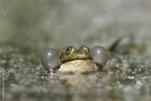 Marsh frog with expanded vocal sacs in pond