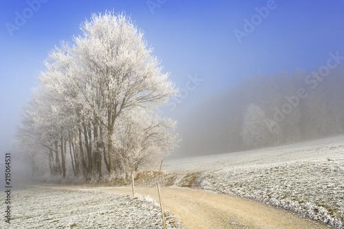 Field path in a winterly landscape with hoarfrost and fog, Sense district, Fribourg, Switzerland, Europe photo