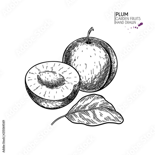 Hand drawn whole and half plum. Vector engraved illustration. Juicy natural fruit. Food healthy ingredient. For cooking, cosmetic package design, medicinal herb, treating, healt care.