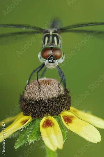 Blue Dasher (Pachydiplax longipennis), female on Clasping-leaved Coneflower (Dracopis amplexicaulis), Willacy County, Rio Grande Valley, South Texas, USA, North America photo