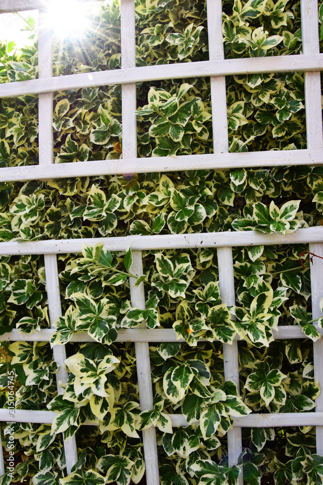 Wooden fence with green and white leaves of a dense bush growing through the grid - Garden plants Wooden fence with green and white leaves of a dense bush growing through the grid - Garden plants