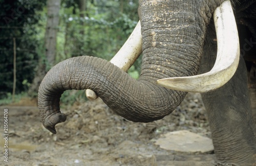 Detail of tusk and trunk of a elephant